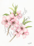 Peach Blossoms - Framed - Flowers
