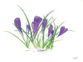 Abra-Ca-Crocus - Unframed Print
