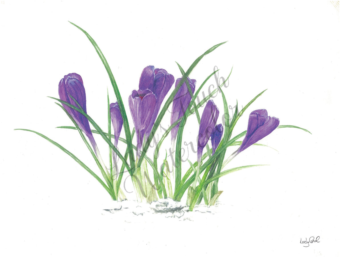 Abra-Ca-Crocus - Unframed Print