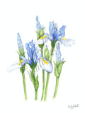 A Stand Of Iris - Framed - Flowers