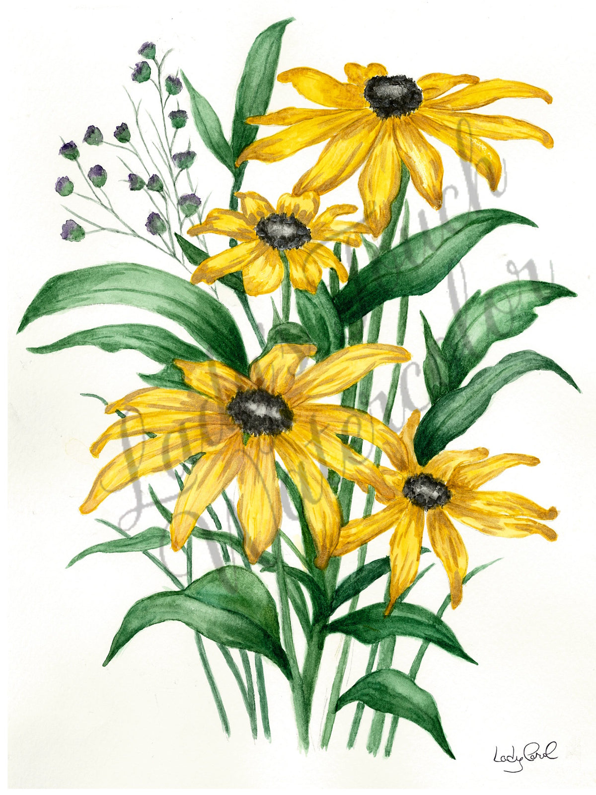 Daisy Dew Drop Inn - Unframed Print