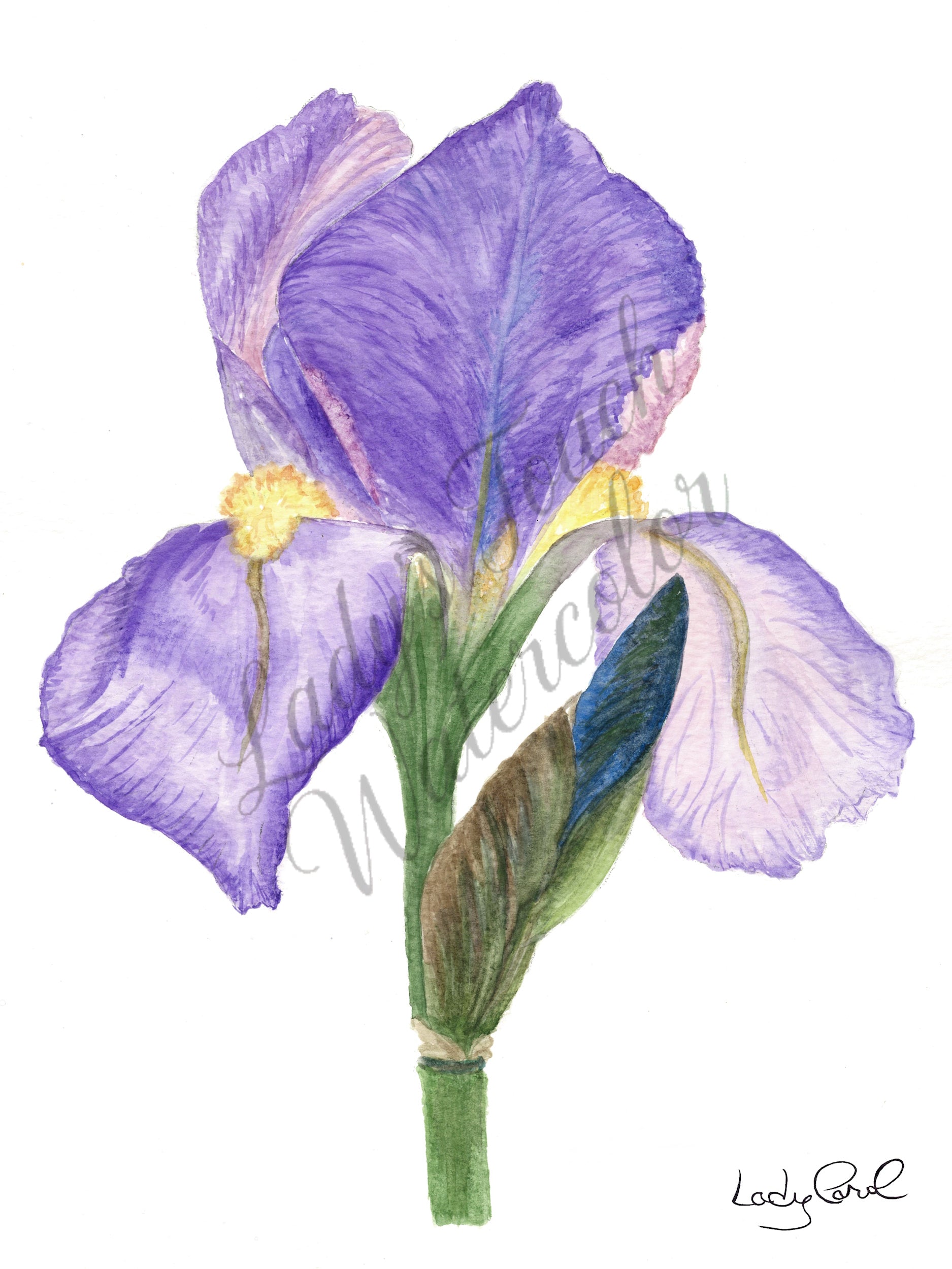 Gabriel's Iris - Framed - Flowers