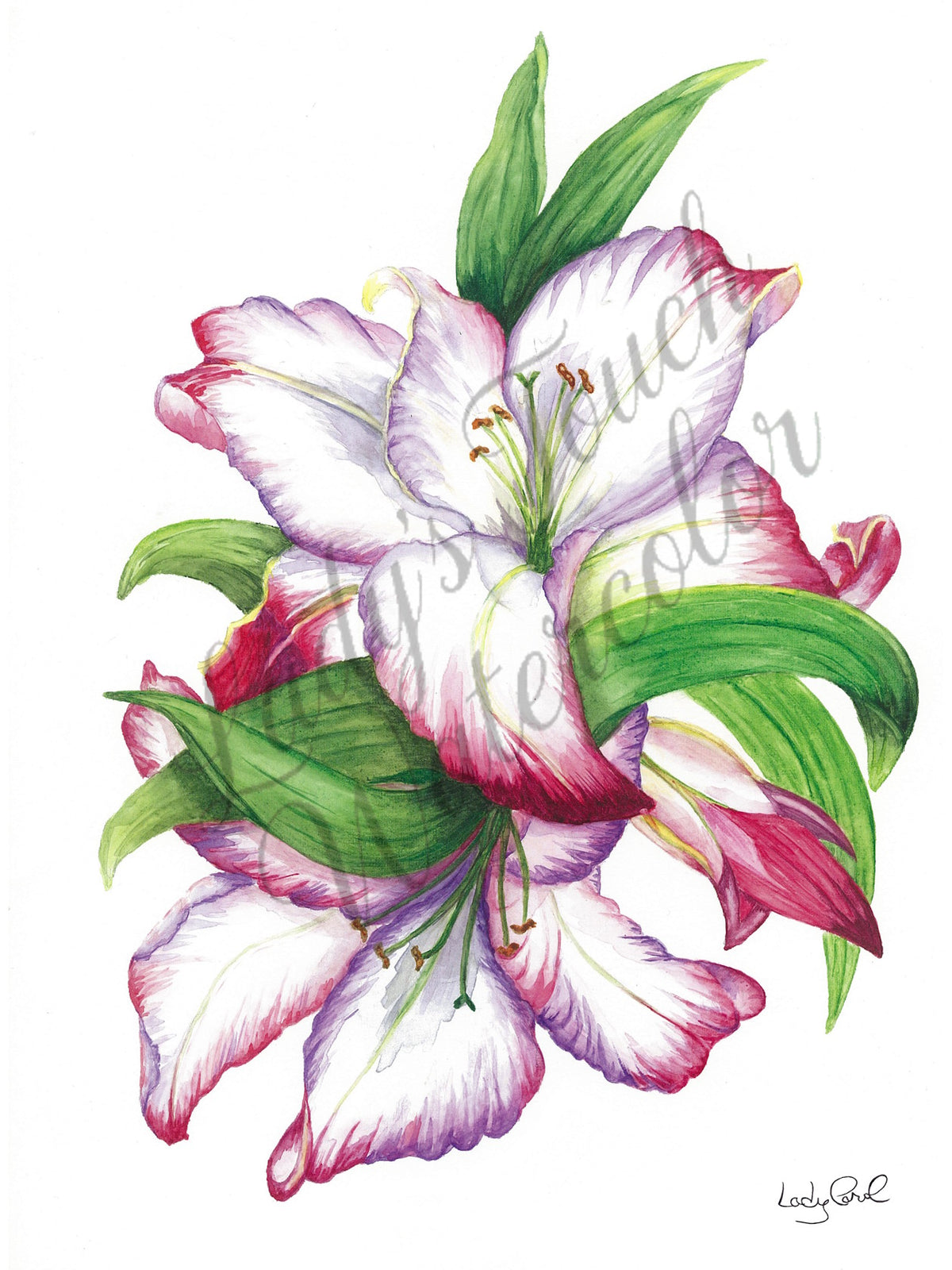 Lily On My Mind - Unframed Print
