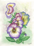 Pansy's Song - Unframed Print