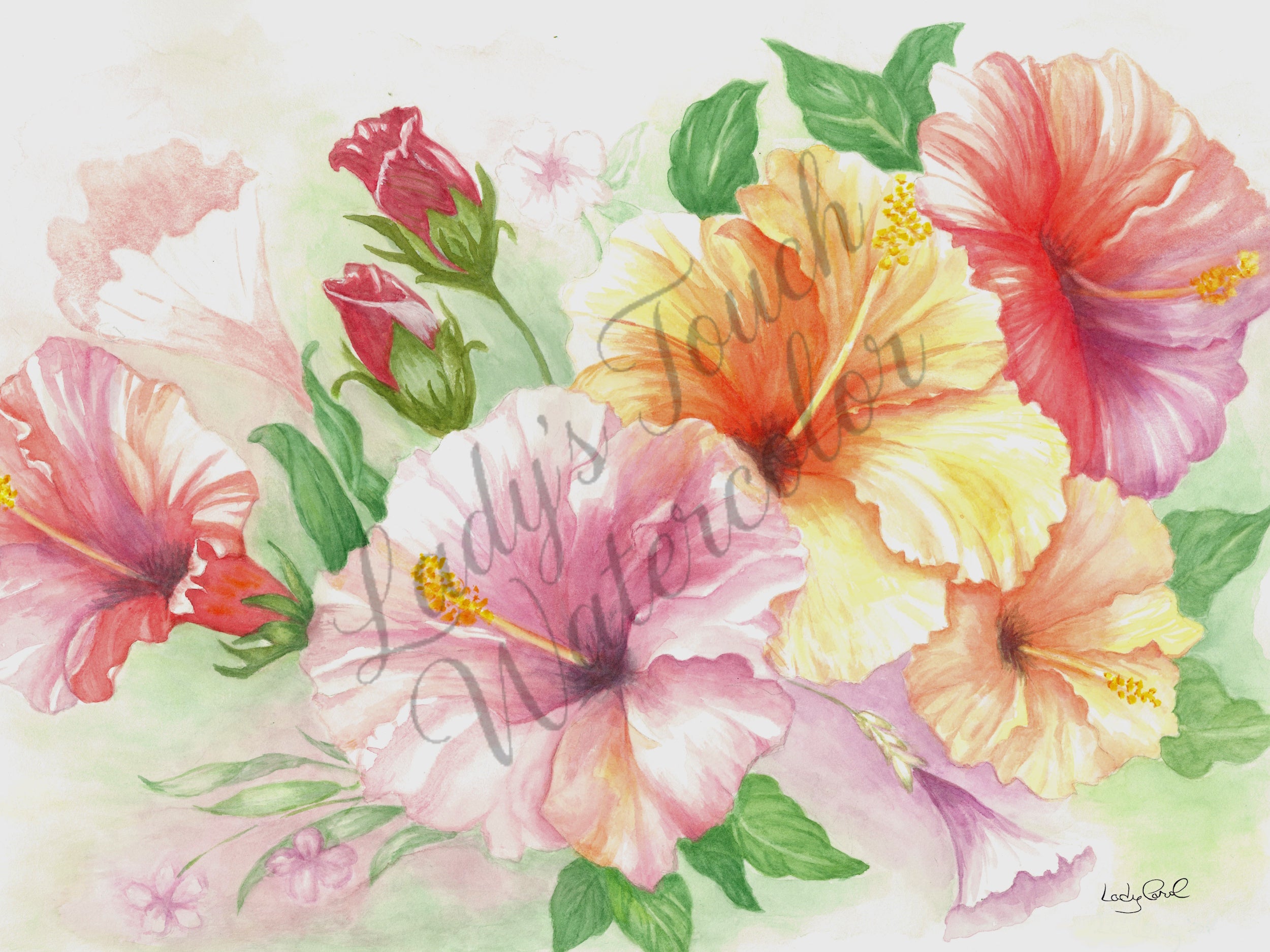 Hibiscus In Repose - Framed - Flowers