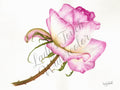 Pretty In Pink - Framed - Flowers